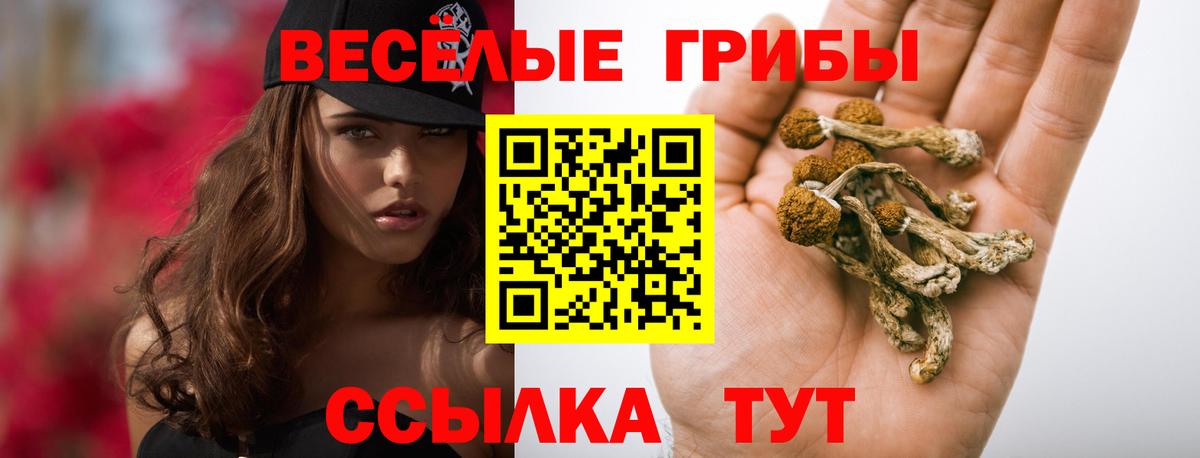 Сокол  Галлюциногенные грибы прущие грибы  Вход с VPN  Галлюциногенные грибы GOLDEN TEACHER 